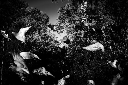 Poultry - Schwarzweiß-Tierfotografie - Instant High-Res Download