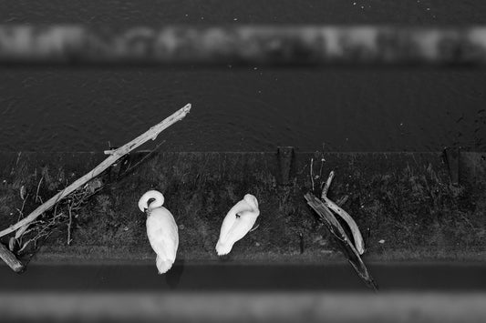 Bond - Urbane Schwarzweiß-Tierfotografie - Instant High-Res Download